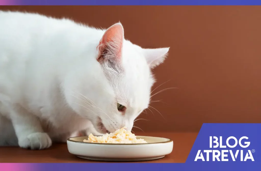 qué no pueden comer los gatos