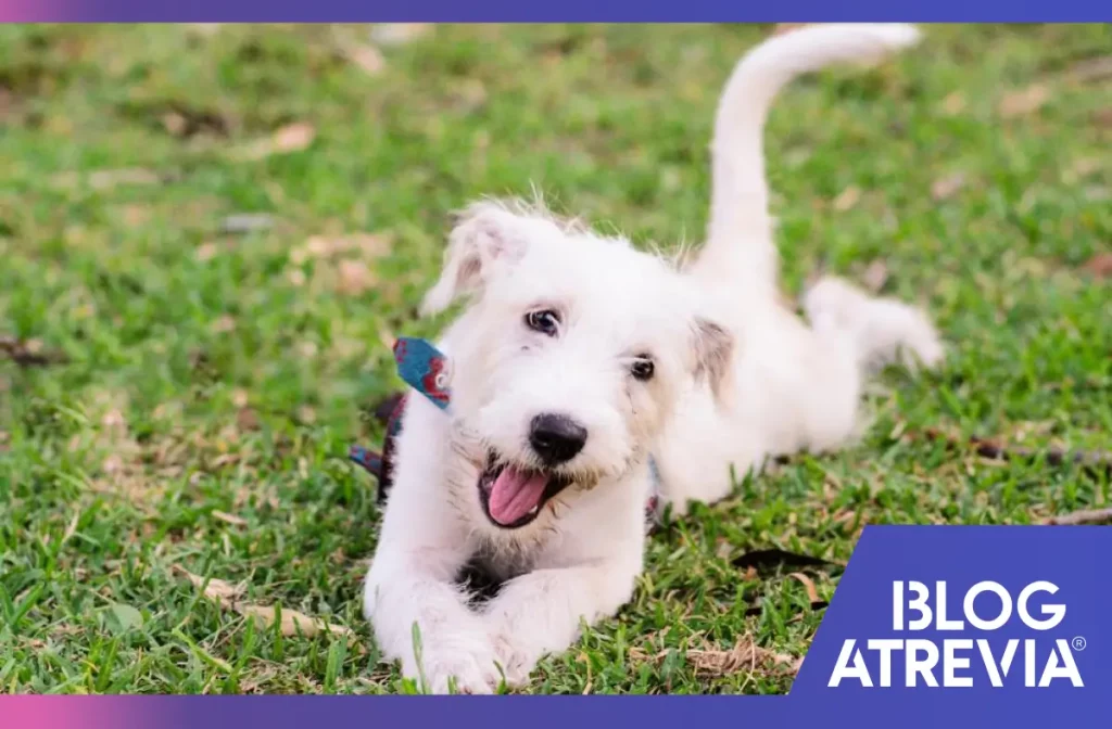 ¿Cómo brindarle un tratamiento ectoparasitario eficaz a un cachorro?