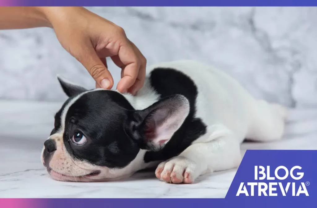 ¿Cómo prevenir los ácaros de la sarna en mi mascota?