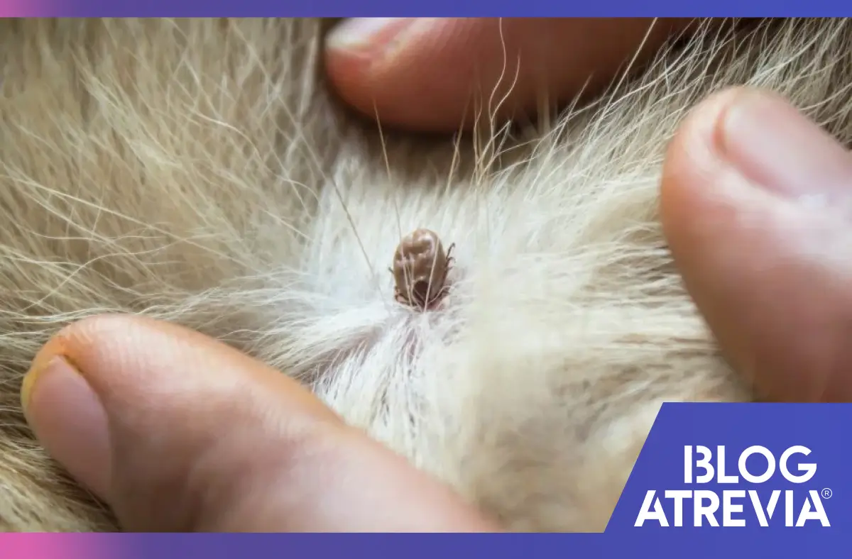 Pastillas para pulgas y garrapatas: Cómo quitar una garrapata sin dañar a tu mascota