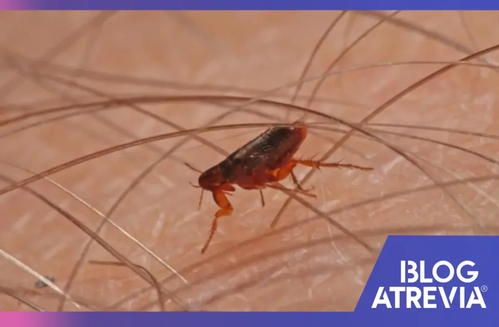 Atrevia antipulgas: 10 datos curiosos sobre las pulgas que no conocías