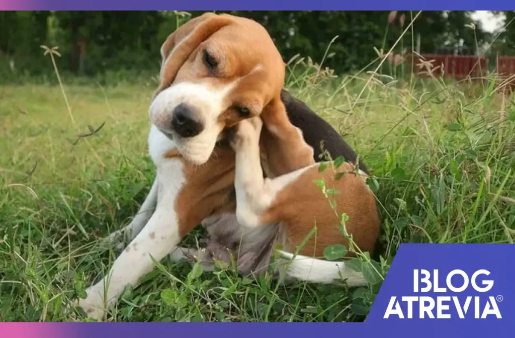 Acarosis en perros: causas, síntomas y tratamiento
