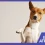Anti ácaros para perros: Cada cuánto aplicarlo