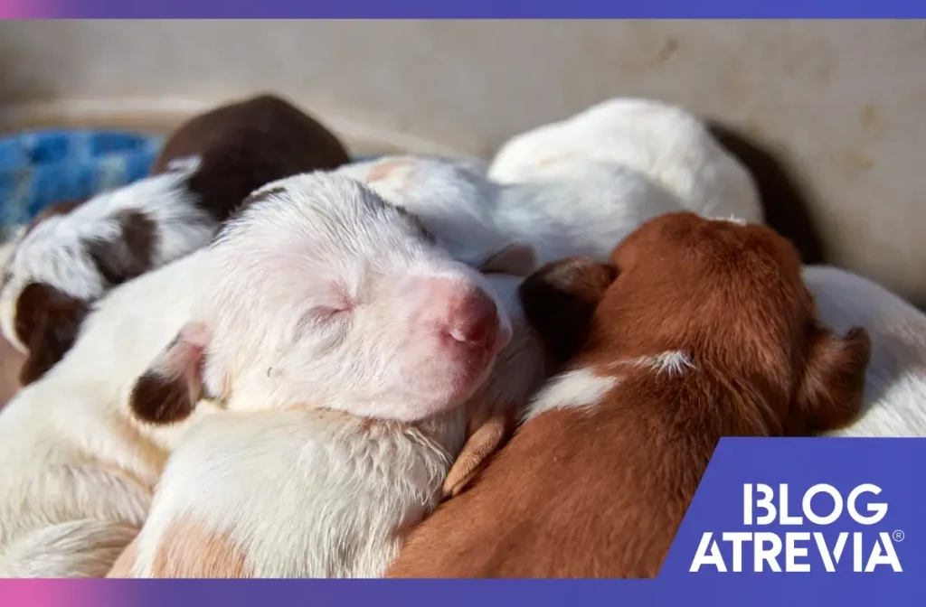 Cachorros recién nacidos huérfanos a la espera de su leche y fórmula para perros