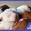 Cachorros recién nacidos huérfanos a la espera de su leche y fórmula para perros