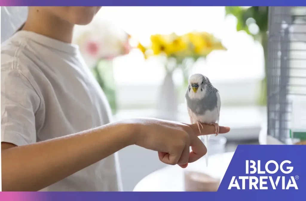 Niño sosteniendo un periquito en casa como parte del cuidado de aves en casa en un entorno seguro y natural