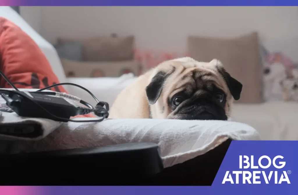 Perro estresado que necesita una protección prolongada contra pulgas en perros