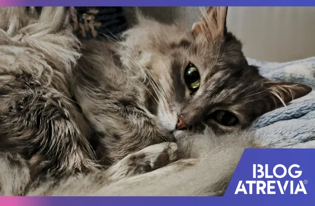 Gato descansando después de recibir un tratamiento antipulgas para gatos
