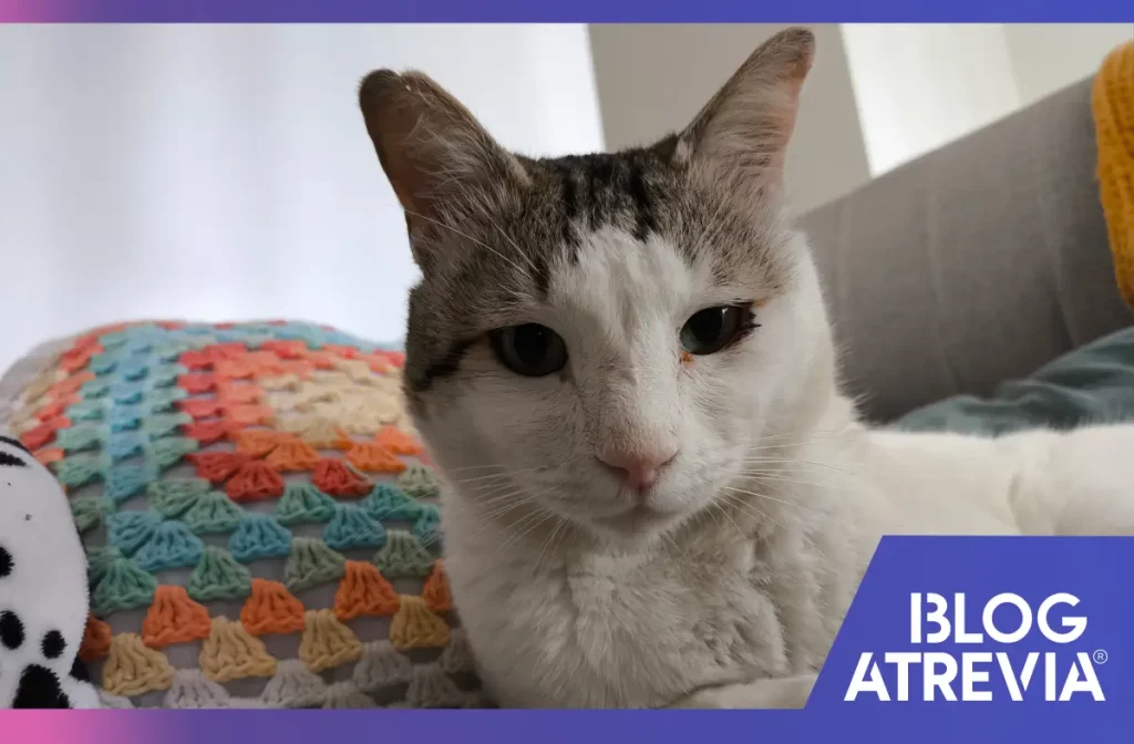 Gato callejero adulto adaptado a un hogar y que cuenta con su pipeta para gatos
