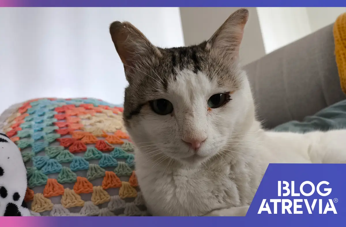 Gato callejero adulto adaptado a un hogar y que cuenta con su pipeta para gatos