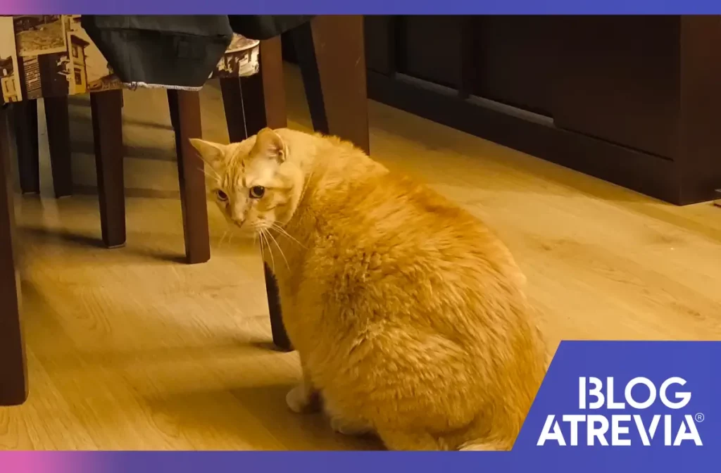 Gato esterilizado con obesidad que necesita un enfoque de salud preventiva animal.