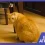 Gato esterilizado con obesidad que necesita un enfoque de salud preventiva animal.