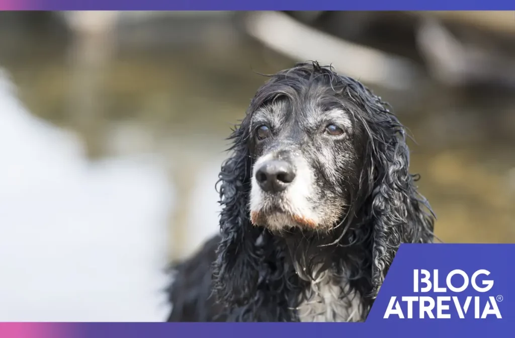 Perro anciano que necesita chequeos veterinarios y una protección trimestral contra pulgas y garrapatas