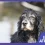 Perro anciano que necesita chequeos veterinarios y una protección trimestral contra pulgas y garrapatas