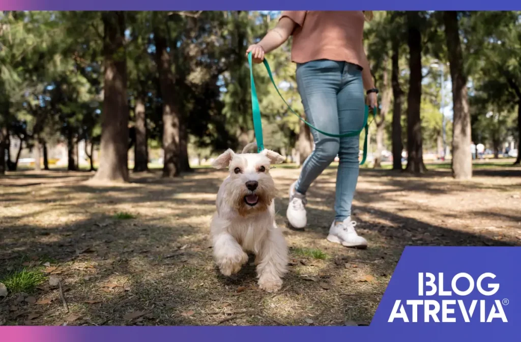 Dueño paseando a su perro que cuenta con un antiparasitario de 12 semanas para perros