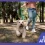 Dueño paseando a su perro que cuenta con un antiparasitario de 12 semanas para perros