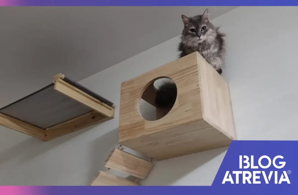Gata disfrutando de su circuito y la protección del fluralaner en gatos