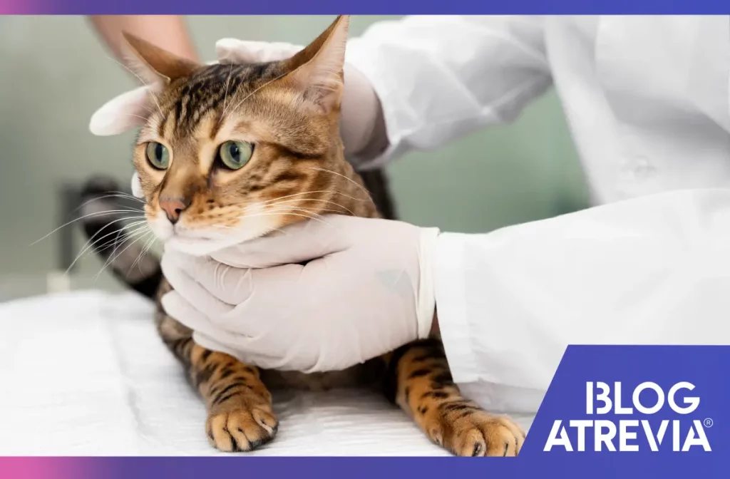 Gato siendo tratado con tecnología veterinaria para lipidosis hepática felina.