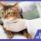 Gato siendo tratado con tecnología veterinaria para lipidosis hepática felina.