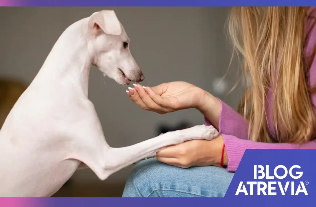 Perro recibiendo una pastilla masticable antiparasitaria.