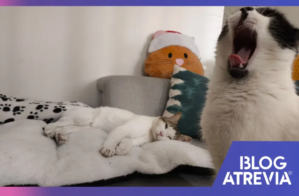 Gatos recién adoptados que cuentan con la protección trimestral del antiparasitario de Atrevia.