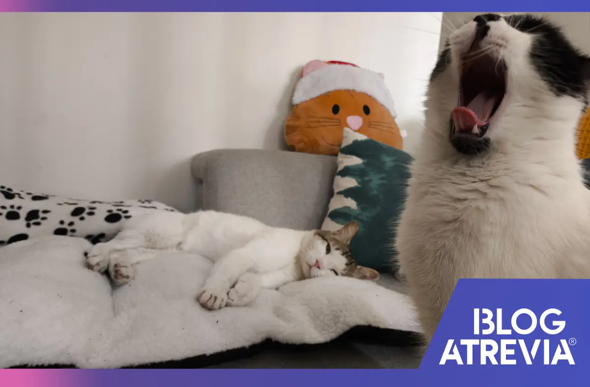 Gatos recién adoptados que cuentan con la protección trimestral del antiparasitario de Atrevia.