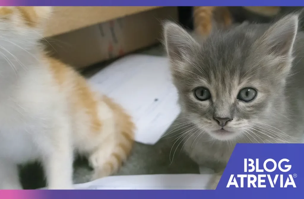 Gatitos protegidos con un antiparasitario amplio como el de Atrevia.