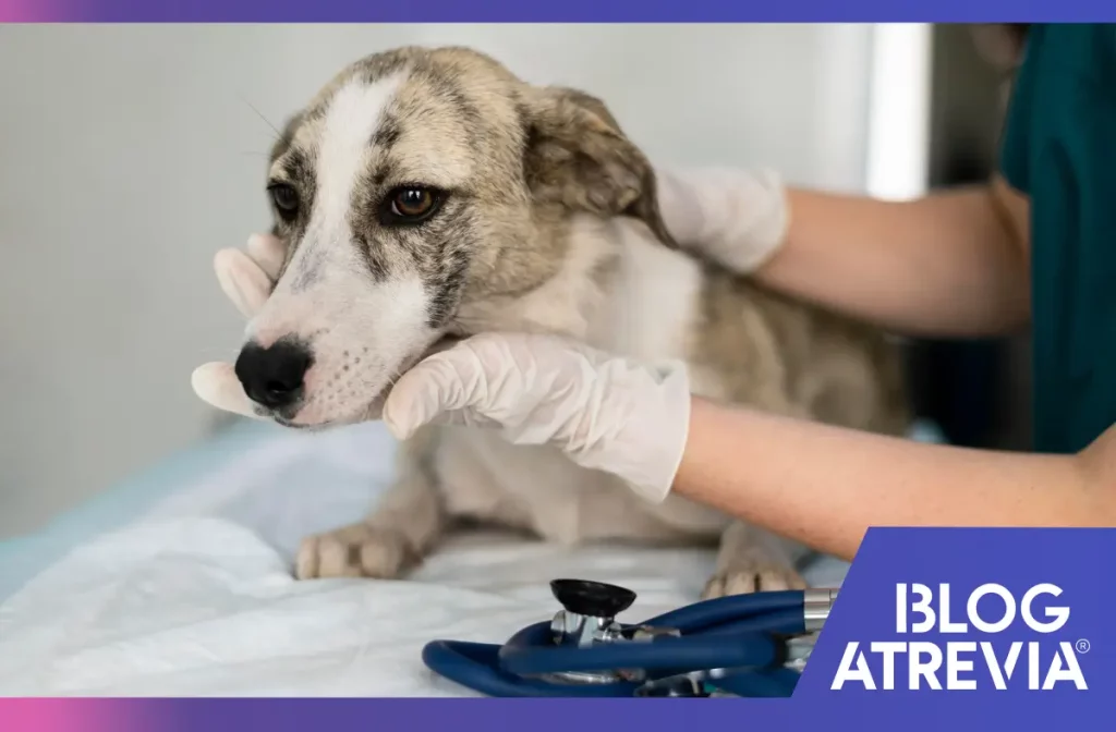 Perro recibiendo cuidados veterinarios y una pastilla antipulgas y antigarrapatas de larga duración.