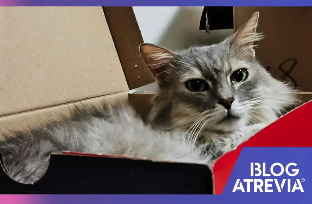 Gata que disfruta estando dentro de una caja de cartón y que cuenta con un control interno para gatos.