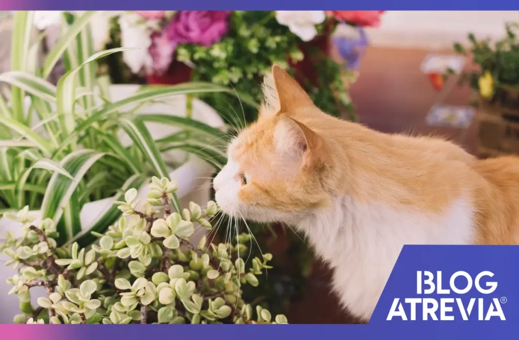 Gato oliendo plantas seguras para él y que cuenta con protección externa para mascotas.