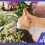 Gato oliendo plantas seguras para él y que cuenta con protección externa para mascotas.