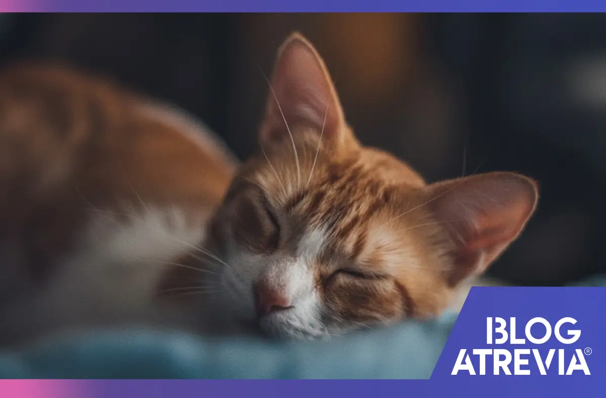 Gato con asma felina descansando después de recibir tratamiento en clínica veterinaria.