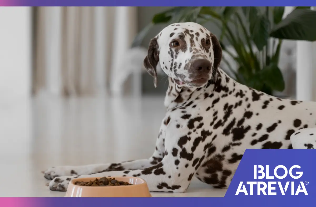 Un perro teniendo una correcta alimentación gracias a la asesoría de la nutrición para perros.