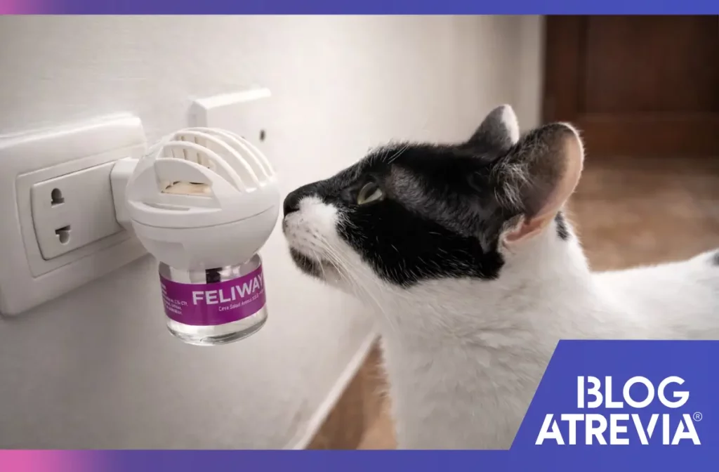 Gato olfateando un difusor de feromonas de una veterinaria en Lima.