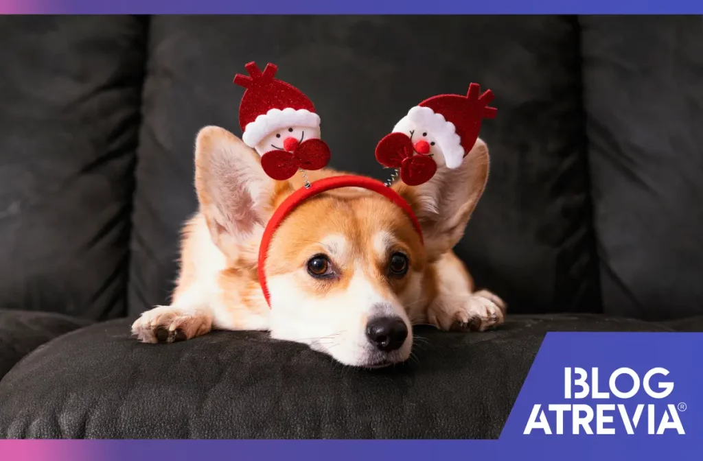 Perro en Navidad siendo cuidado de los fuegos artificiales para evitar una emergencia veterinaria.