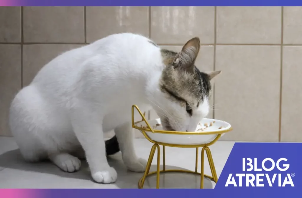 Gato que come en un comedero elevado, impactando en su bienestar animal.