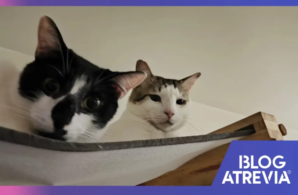 Dos gatos adoptados al mismo tiempo gracias a los consejos de la medicina veterinaria felina.