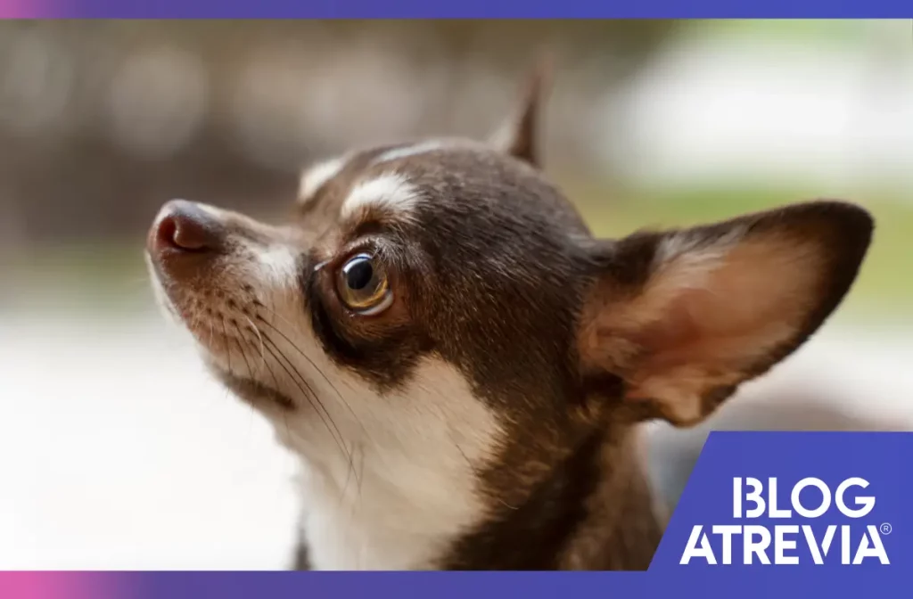Perro sin otitis gracias a la protección prolongada de antiparasitarios.