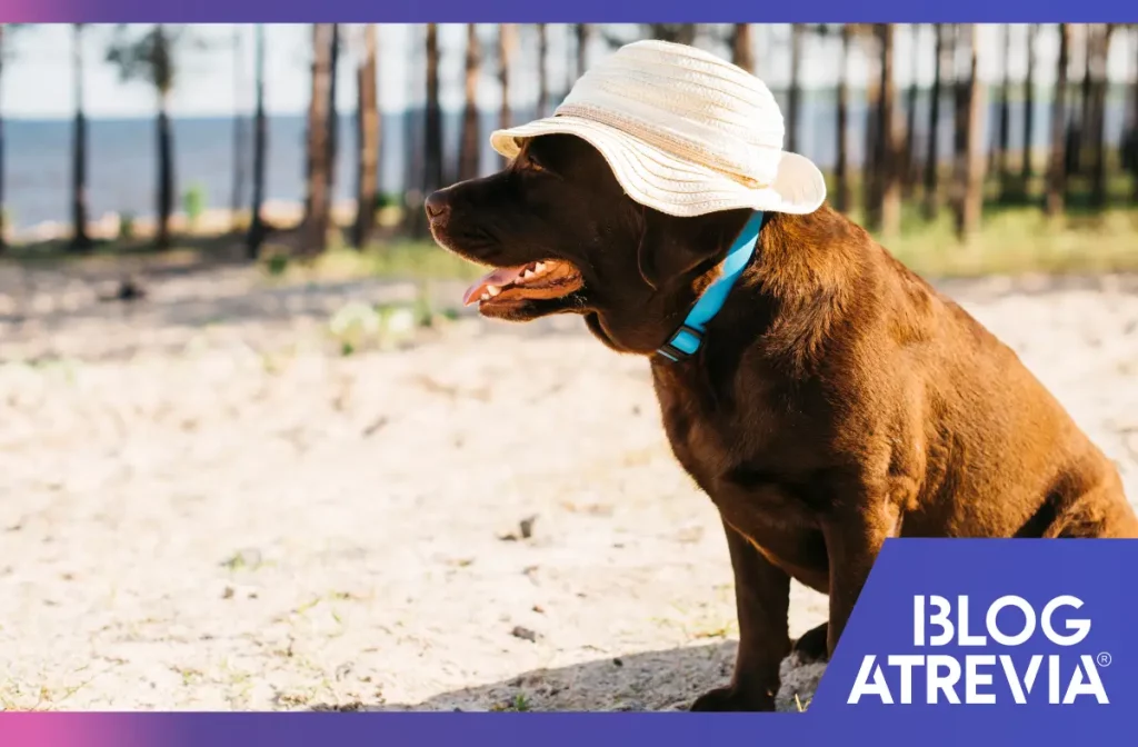 Perro que evita los golpes de calor gracias a la protección solar para perros y gatos.