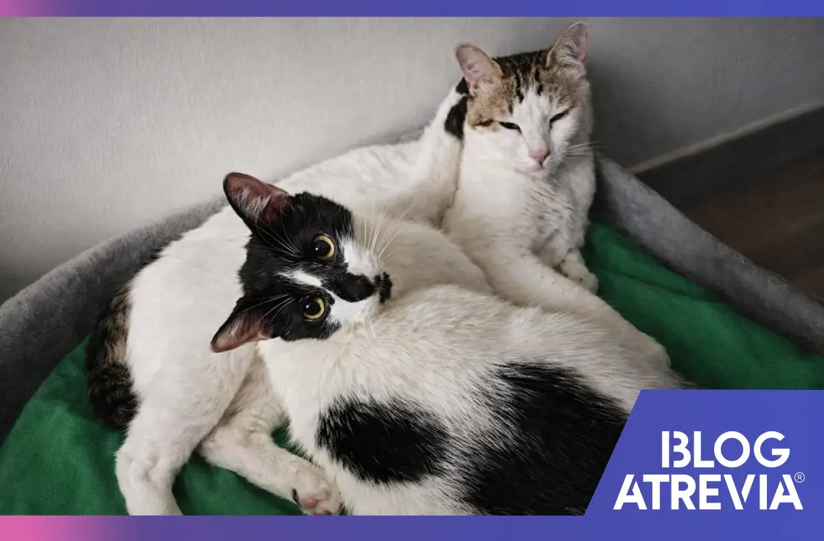 2 felinos que tienen su antipulgas al día para evitar las pulgas en gatos.