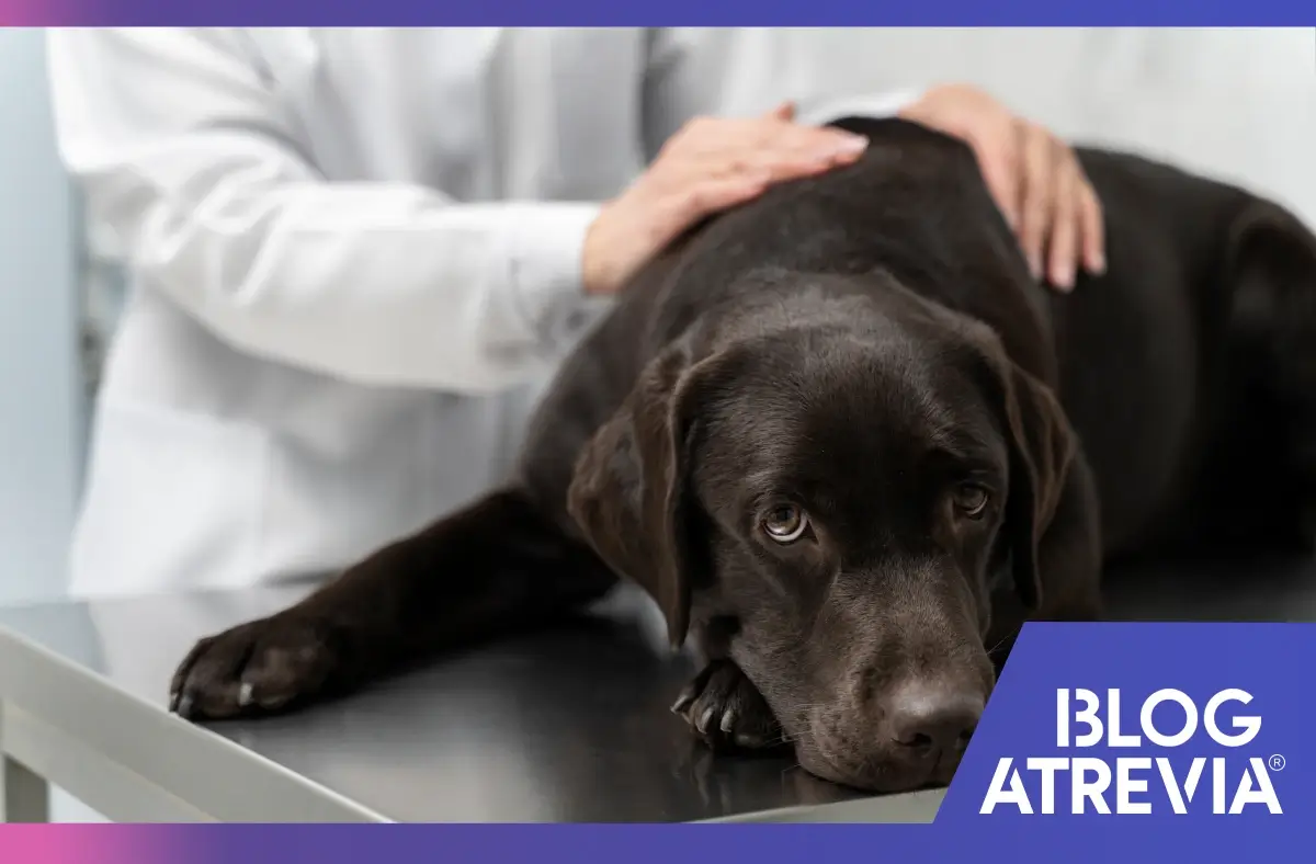 Mascota siendo tratado por un veterinario experto en sarna en perros.