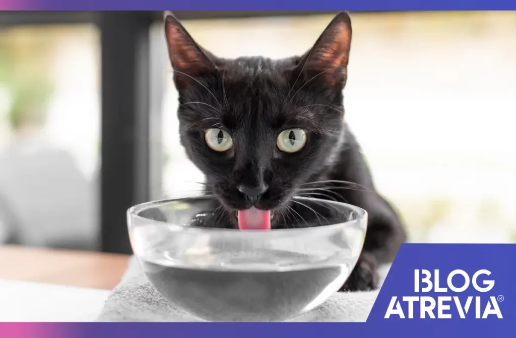 Dueño que supo cómo hacer para su gato beba más agua.