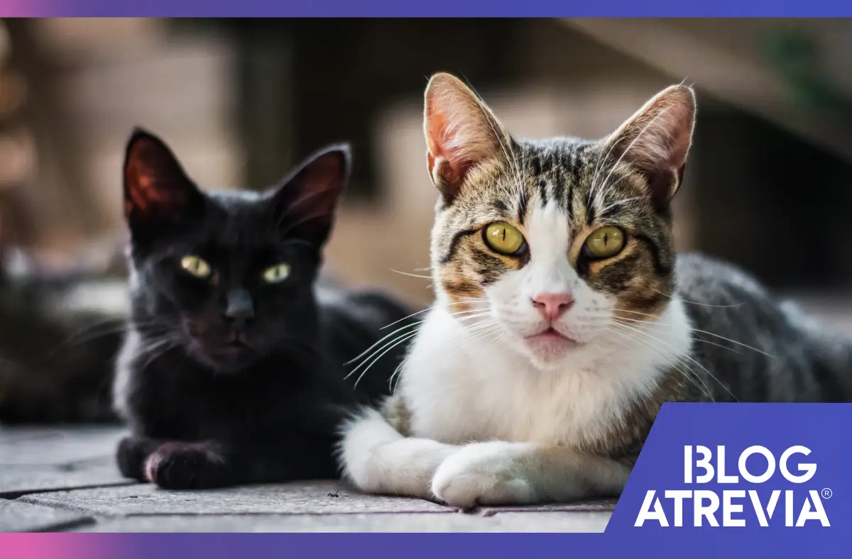 Foto que ilustra la buena salud de los gatos.