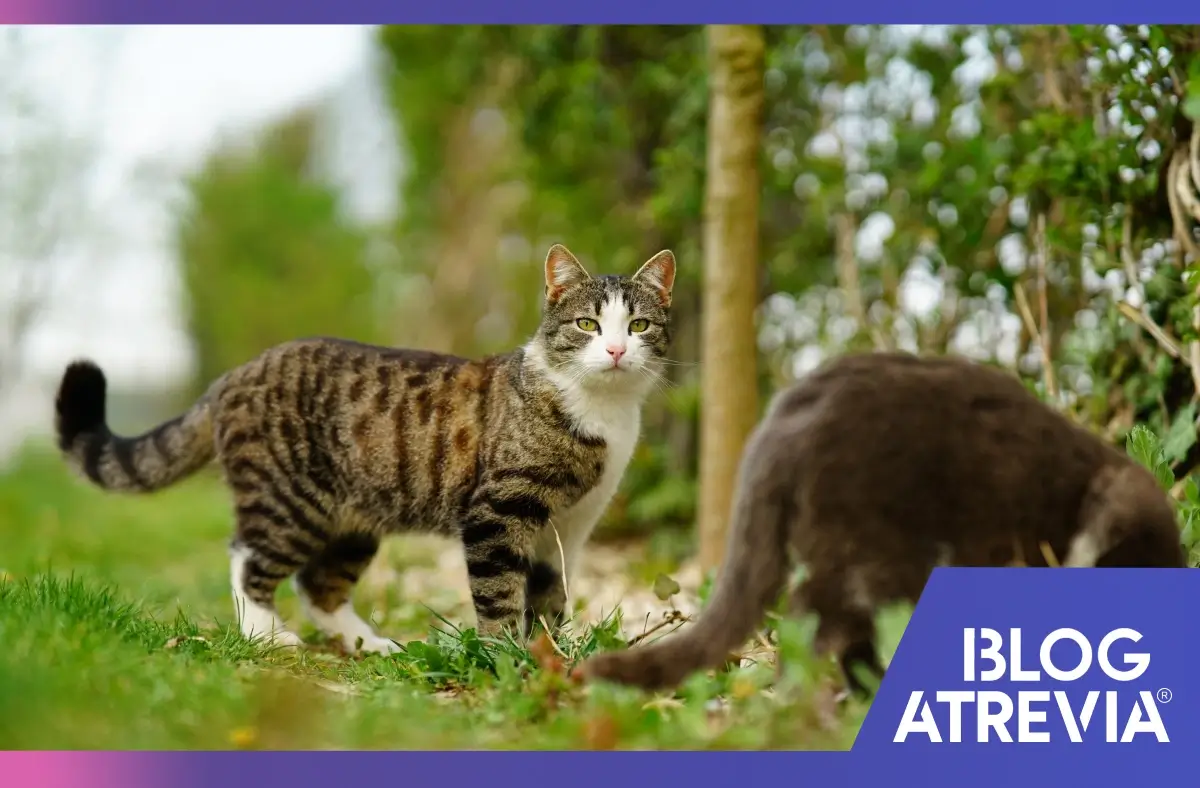 Gatos en exterior explorando y con un dueño que se preocupa por el bienestar de las mascotas.