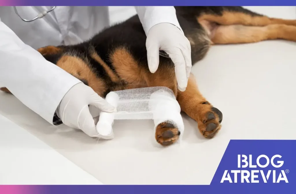Perro recibiendo un diagnóstico veterinario por una fractura.