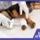 Perro recibiendo un diagnóstico veterinario por una fractura.