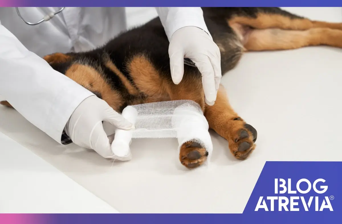 Perro recibiendo un diagnóstico veterinario por una fractura.