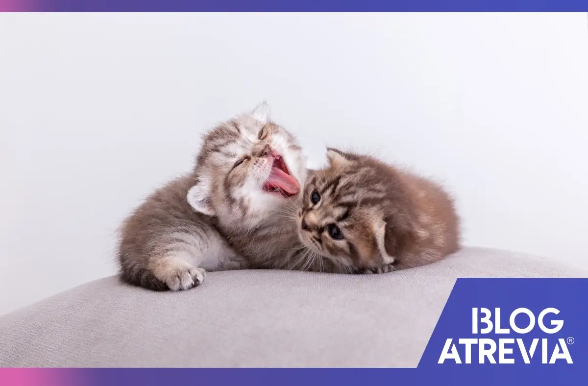 Gatitos que acaban de pasar por una revisión veterinaria.