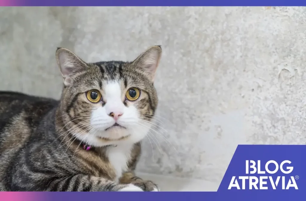 Gato protegido contra la alergia en gatos por humedad.