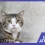 Gato protegido contra la alergia en gatos por humedad.